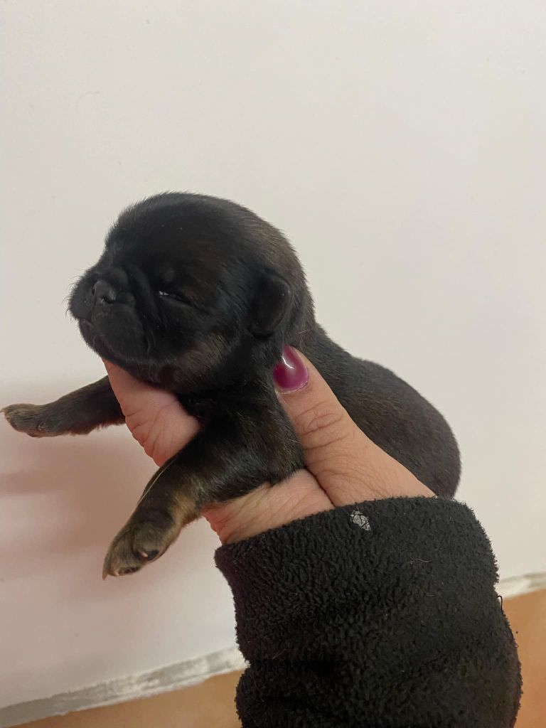 Des Minis Pepites - Chiot disponible  - Petit Brabançon