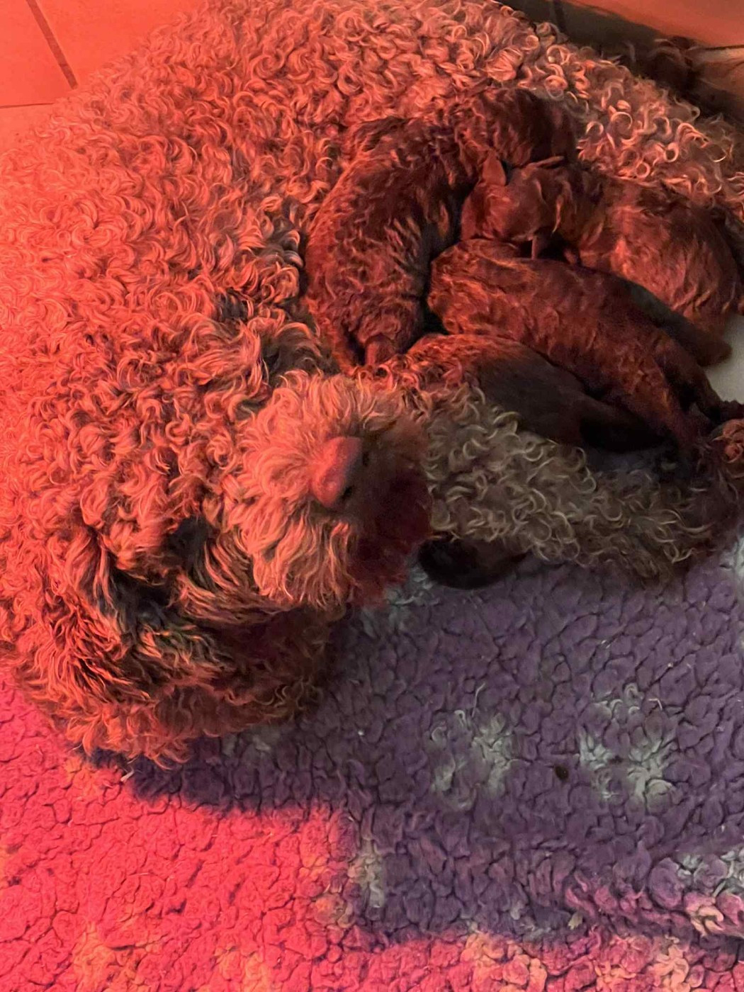 UNA des peupleraies de chautagne