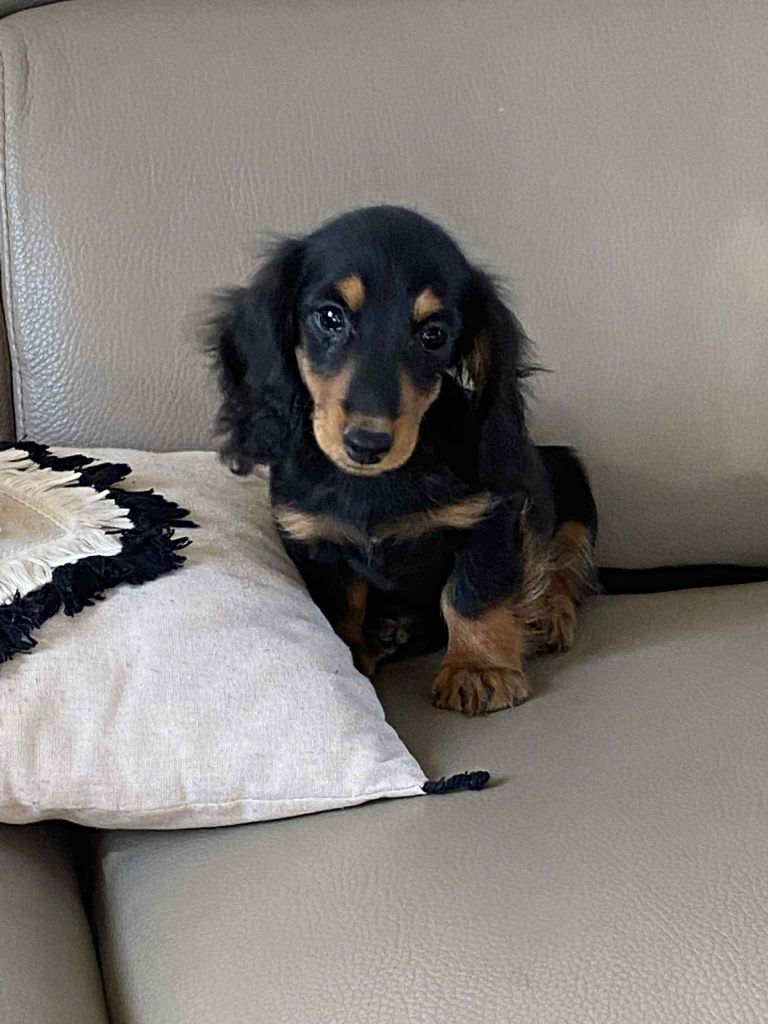 Des Minis Pepites - Chiots disponibles - Teckel poil long