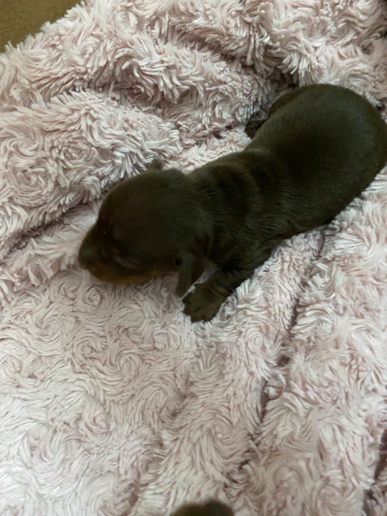 Des Minis Pepites - Chiots disponibles - Teckel poil ras