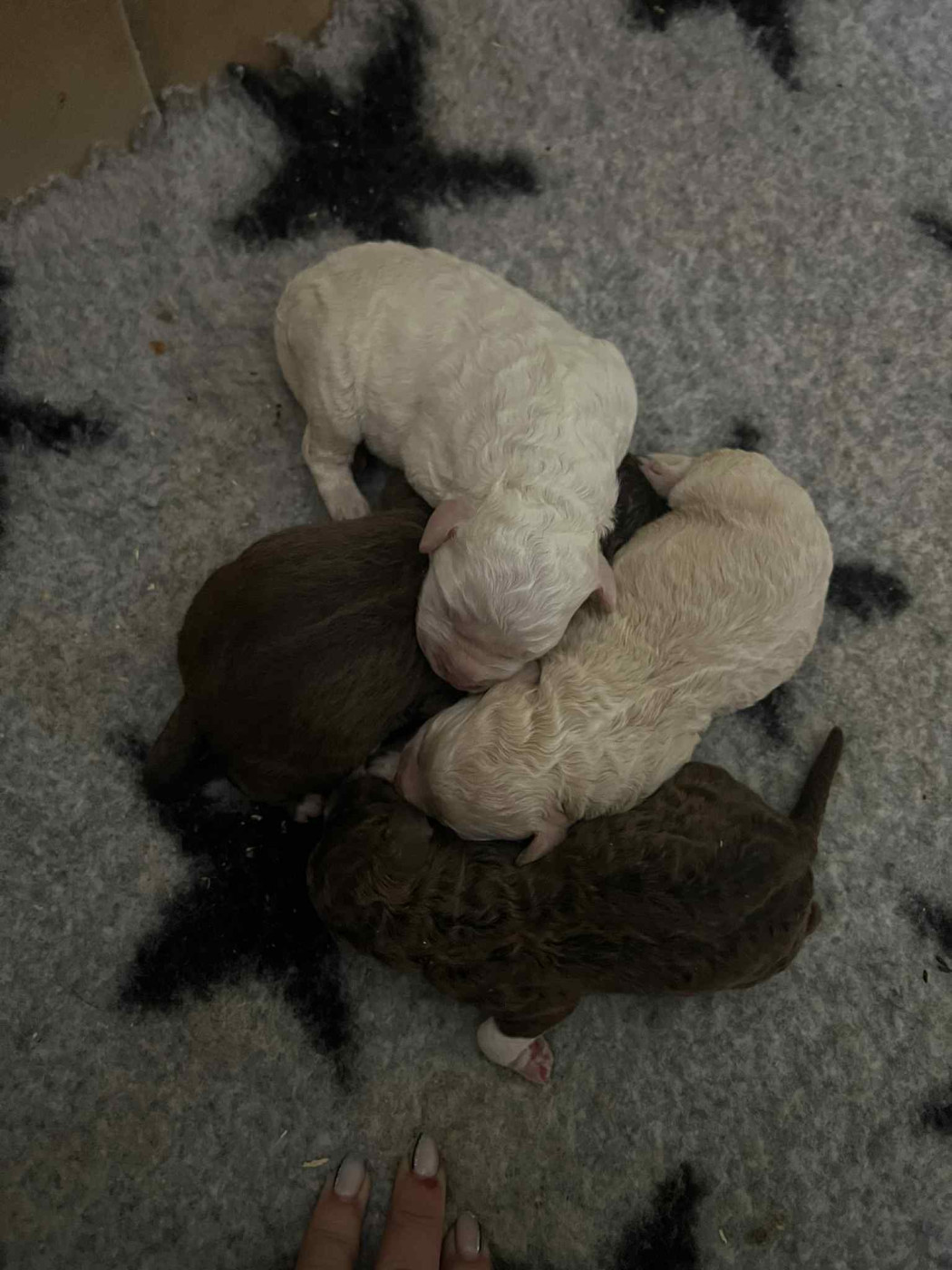 Des Minis Pepites - Lagotto Romagnolo - Portée née le 31/01/2026