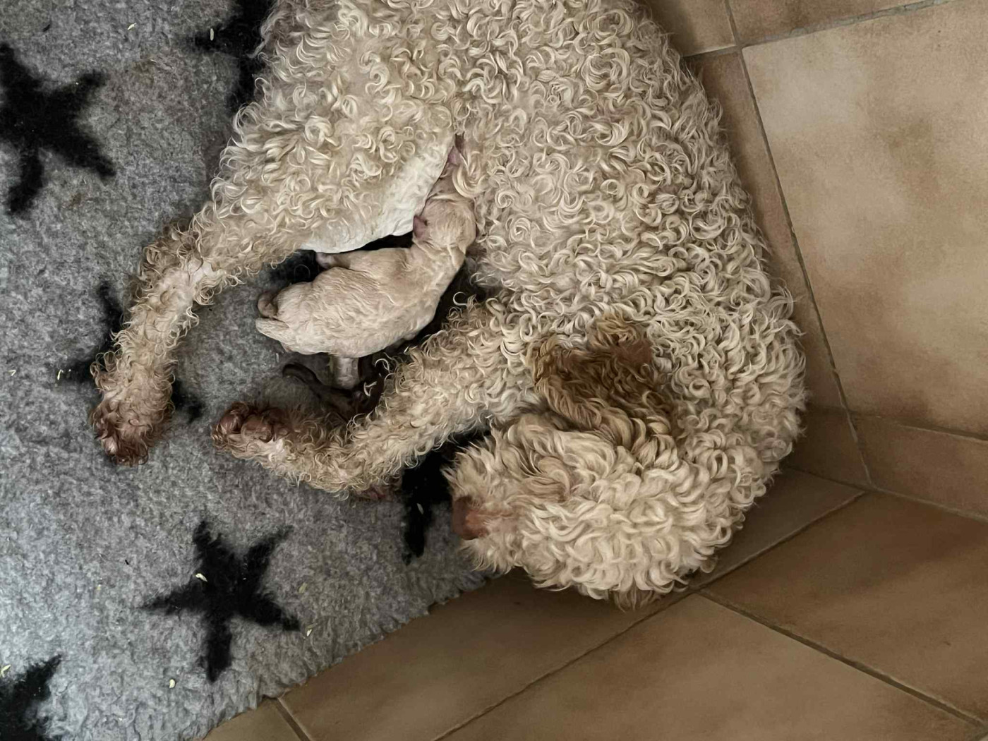 Des Minis Pepites - Chiots disponibles - Lagotto Romagnolo