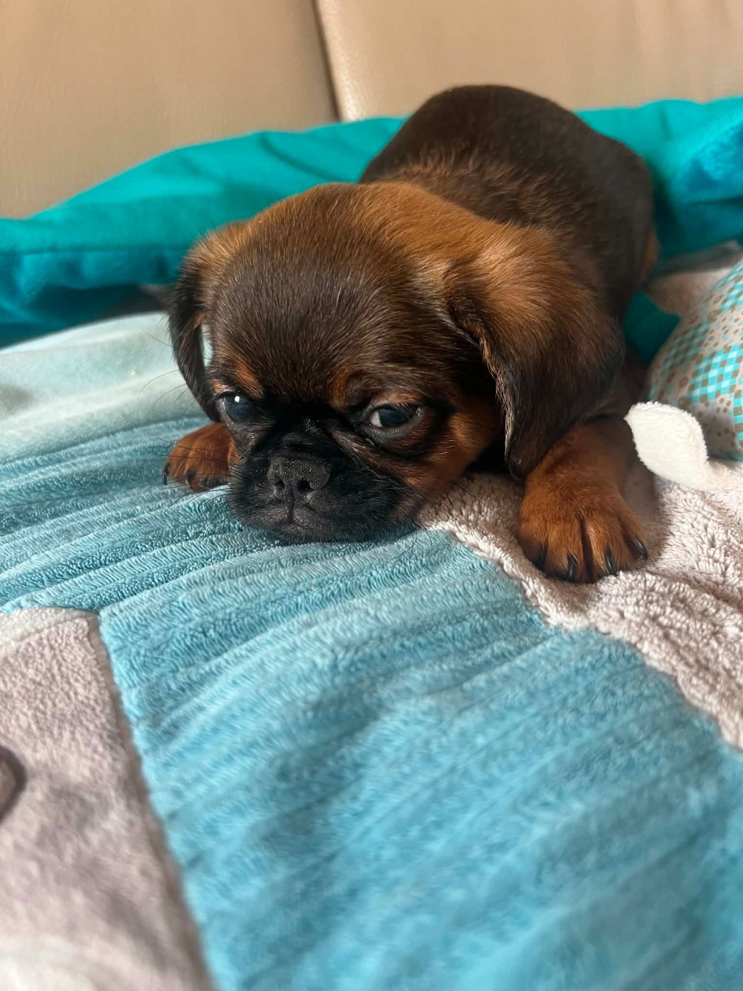 Des Minis Pepites - Chiots disponibles - Petit Brabançon