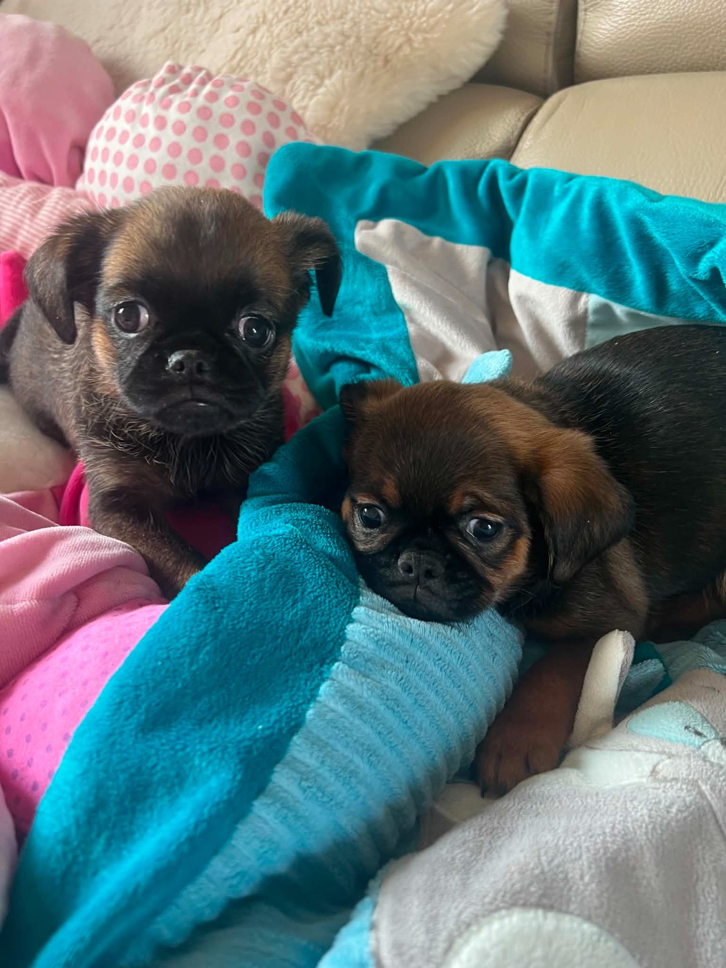 Des Minis Pepites - Chiots disponibles - Petit Brabançon