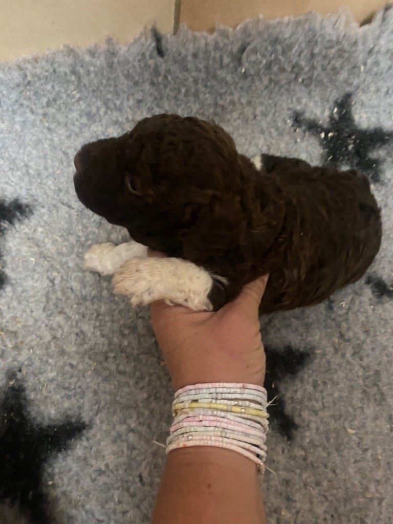 Des Minis Pepites - Chiots disponibles - Lagotto Romagnolo