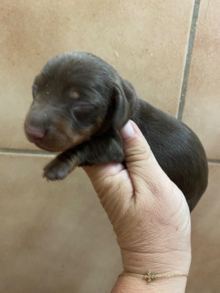 Des Minis Pepites - Chiots disponibles - Teckel poil ras