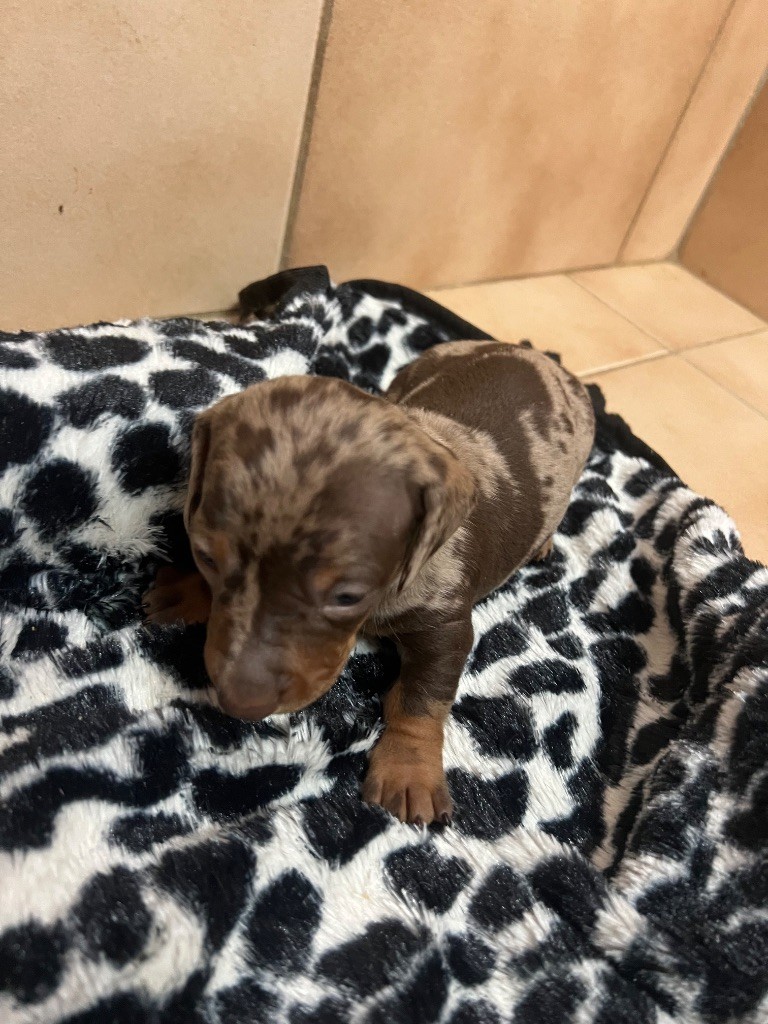 Des Minis Pepites - Chiots disponibles - Teckel poil ras