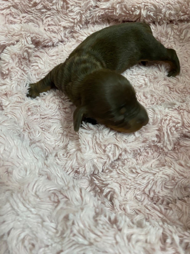 Des Minis Pepites - Chiots disponibles - Teckel poil ras