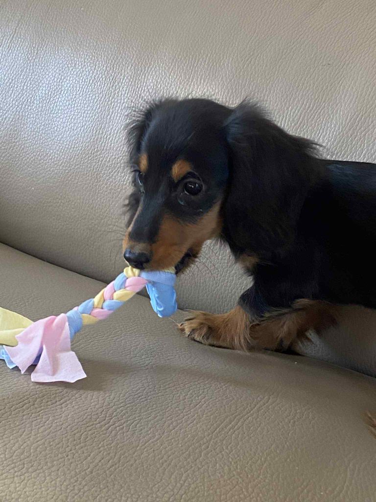 Des Minis Pepites - Chiots disponibles - Teckel poil long