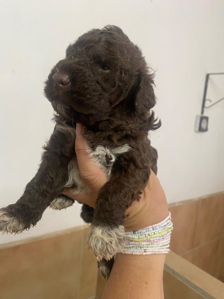 Des Minis Pepites - Chiots disponibles - Lagotto Romagnolo