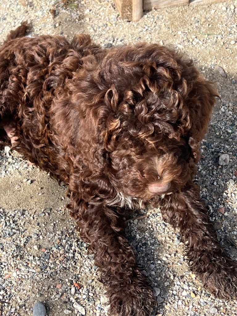 Des Minis Pepites - Chiots disponibles - Lagotto Romagnolo