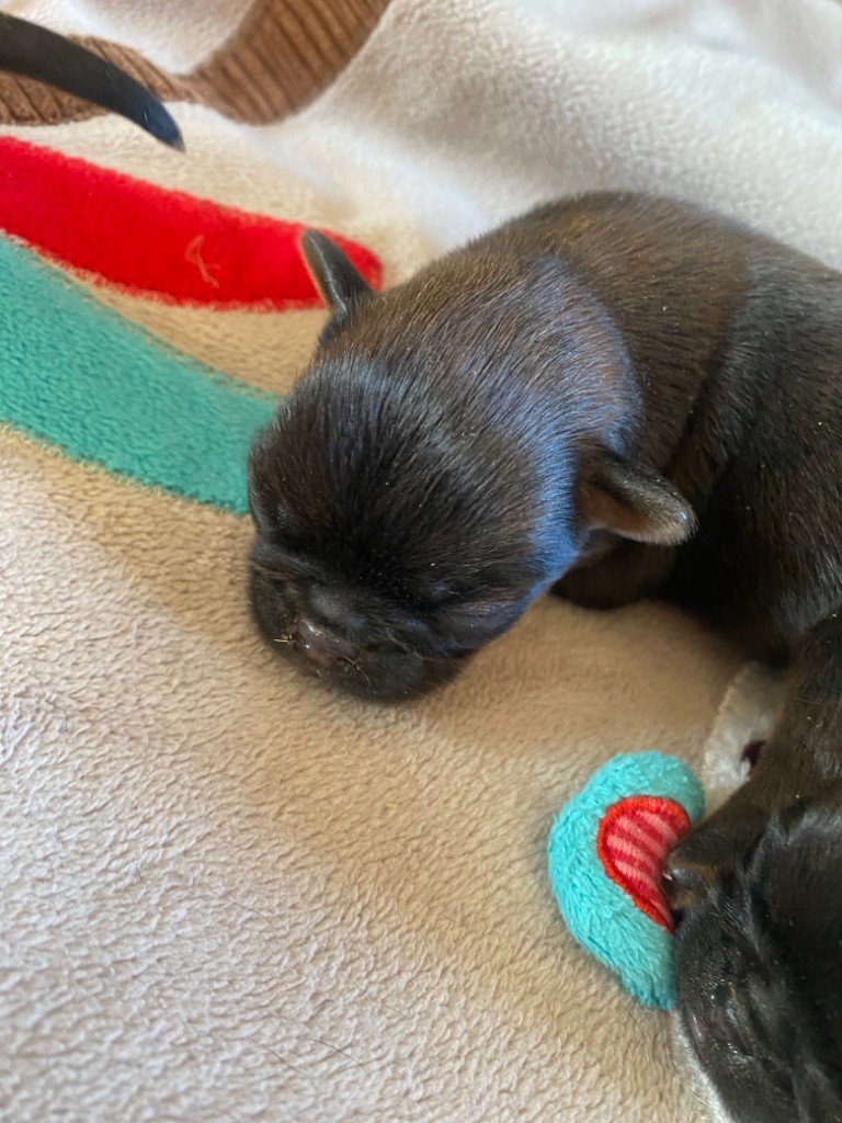Des Minis Pepites - Chiots disponibles - Petit Brabançon