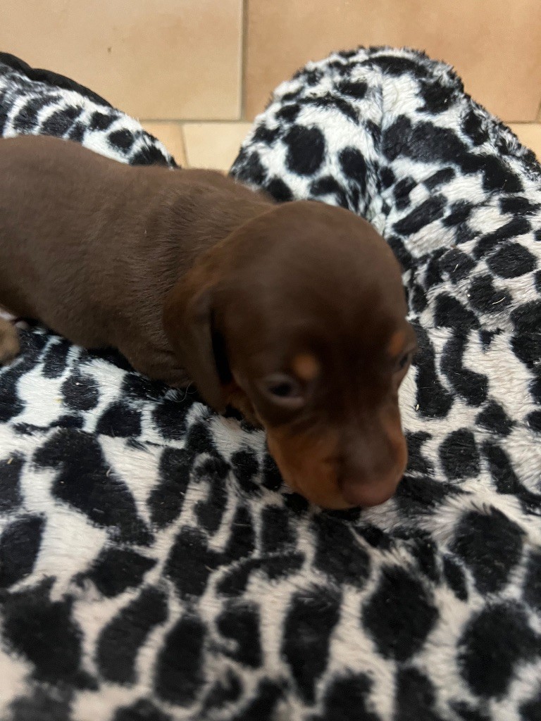 Des Minis Pepites - Chiots disponibles - Teckel poil ras