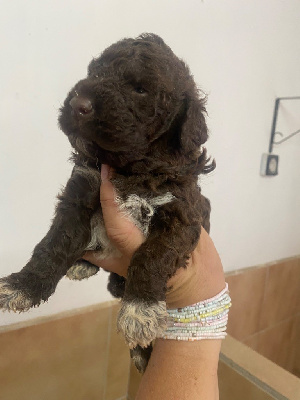 CHIOT 3