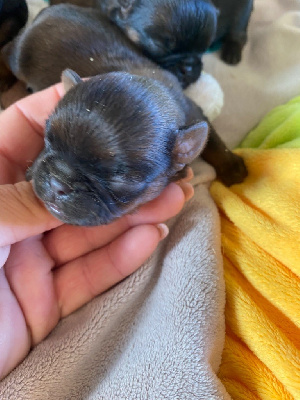 CHIOT 1