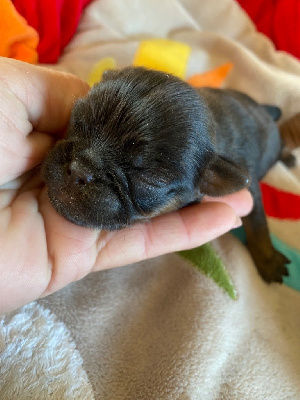 CHIOT 5