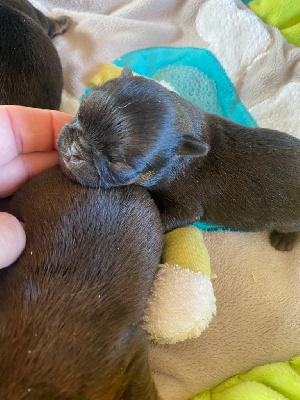 CHIOT 2