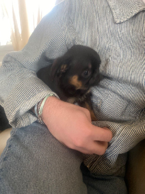 CHIOT 1