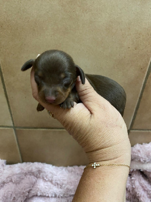 CHIOT 3