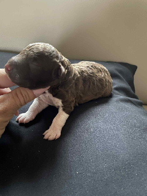 CHIOT 4