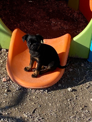 CHIOT 4