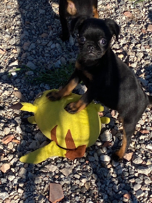 CHIOT 3