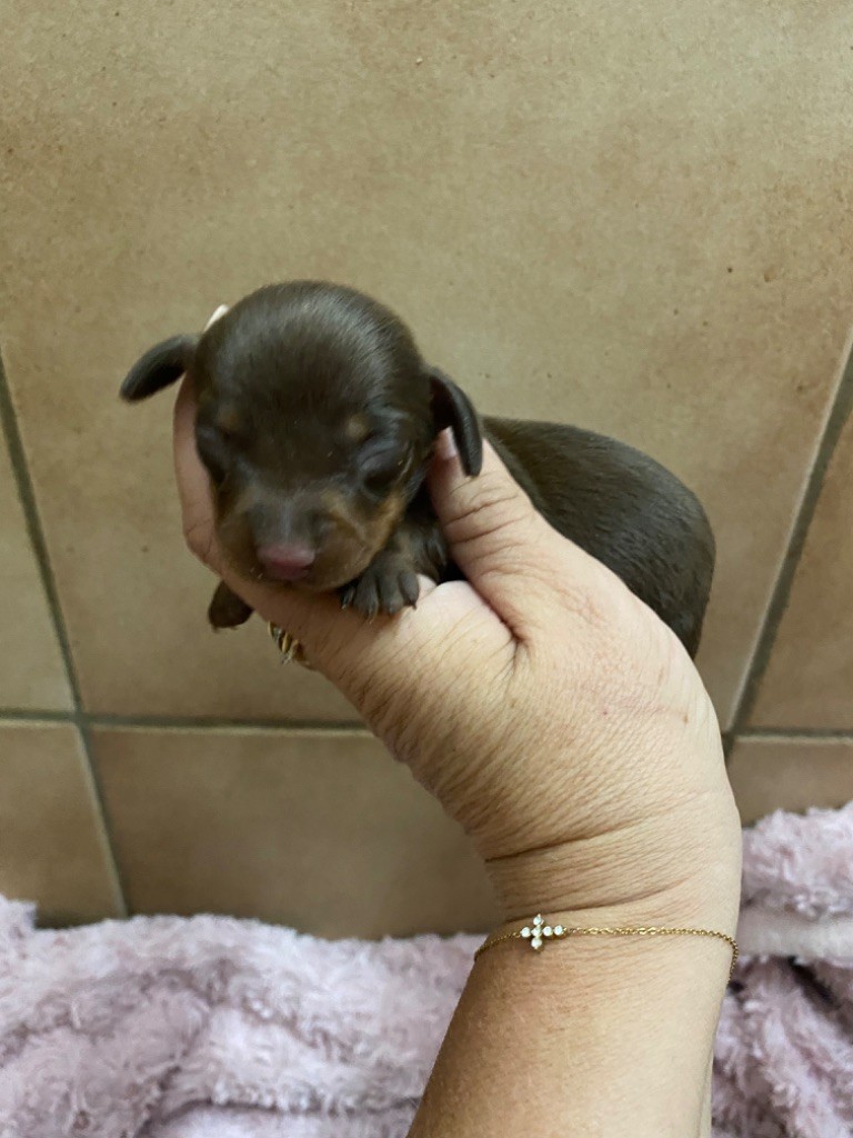 Des Minis Pepites - Chiots disponibles - Teckel poil ras