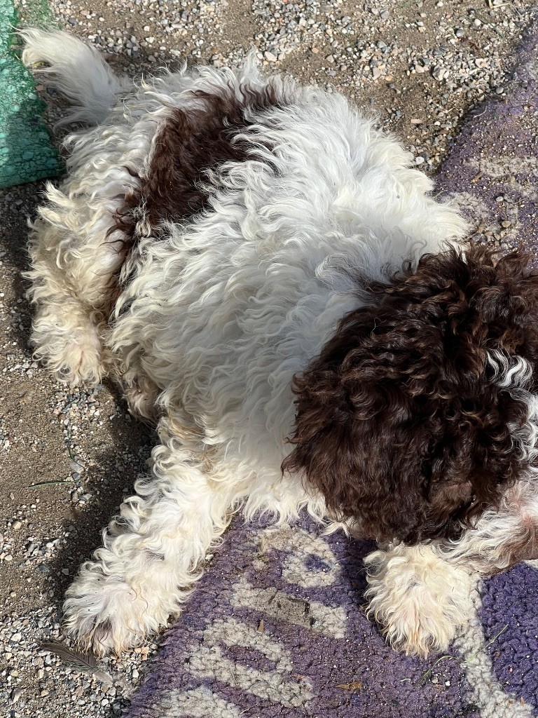 Des Minis Pepites - Chiots disponibles - Lagotto Romagnolo