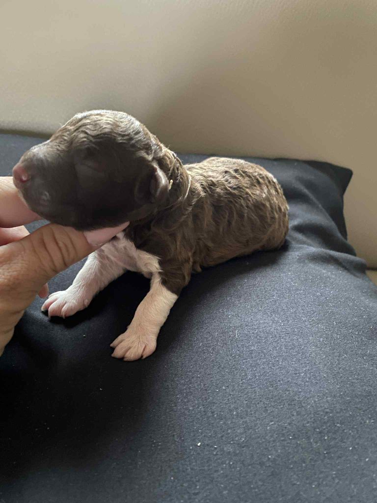 Des Minis Pepites - Chiots disponibles - Lagotto Romagnolo