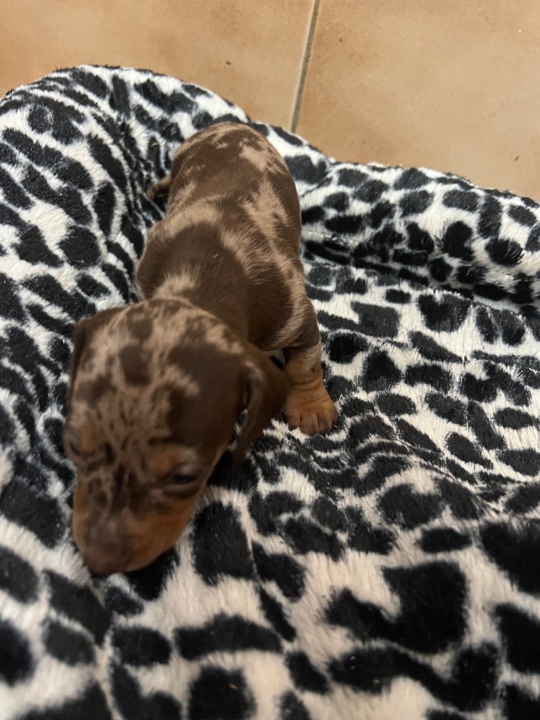 Des Minis Pepites - Chiots disponibles - Teckel poil ras