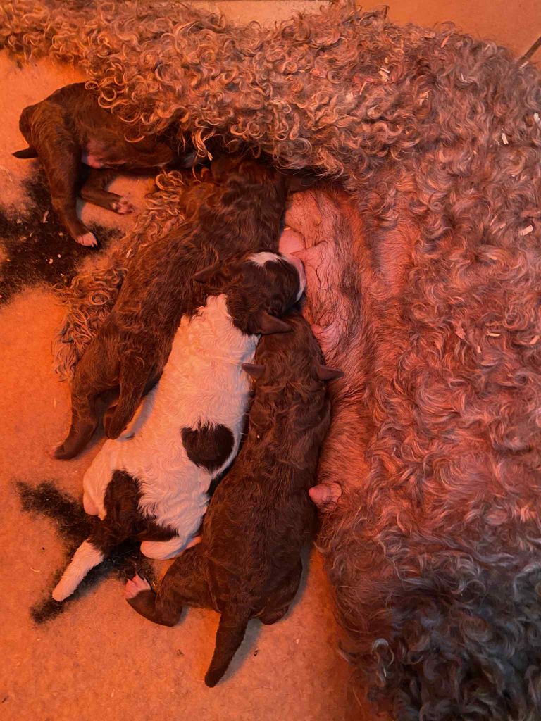 Chiot Lagotto Romagnolo Des Minis Pepites