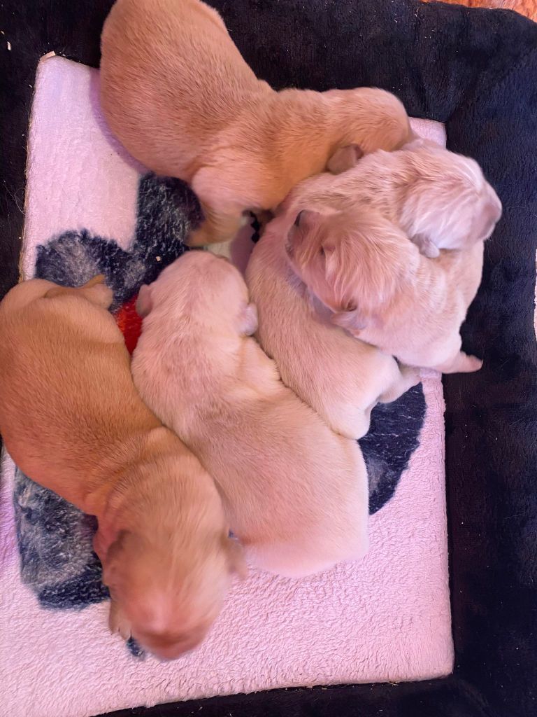 Des Minis Pepites - Chiots disponibles - Golden Retriever