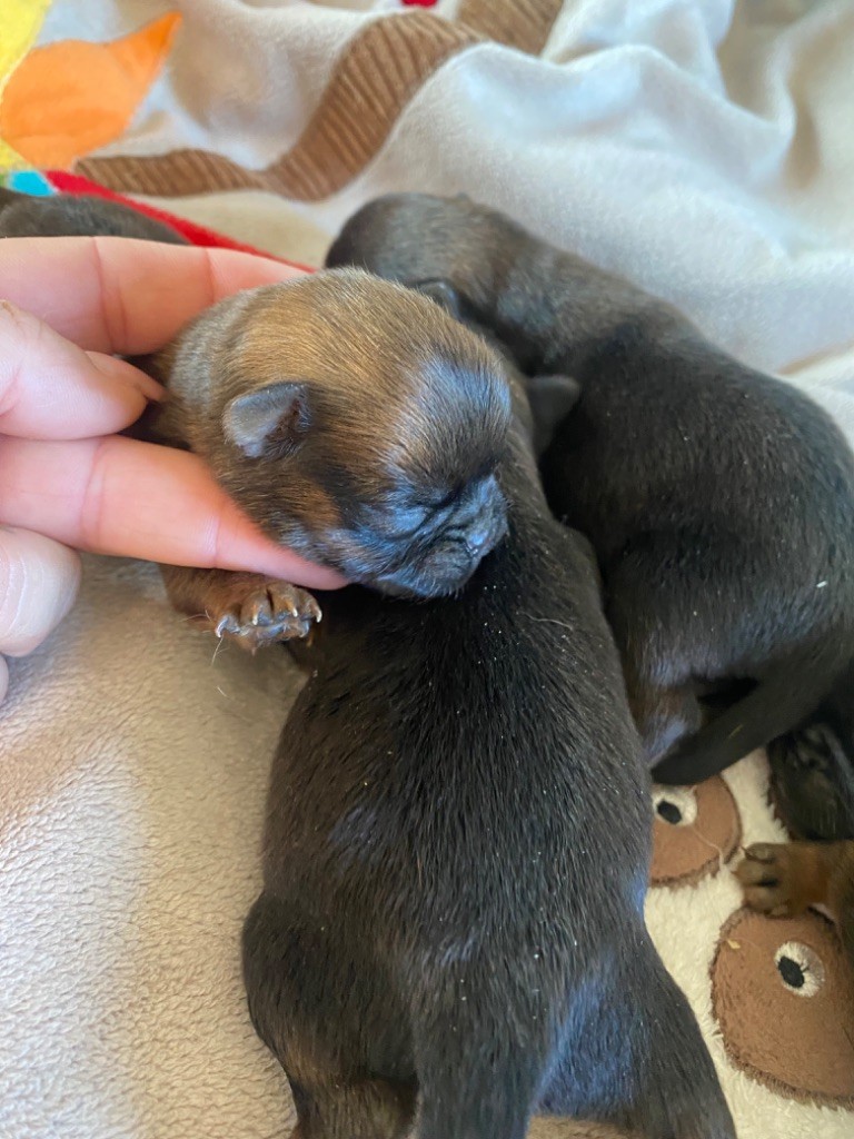 Des Minis Pepites - Chiots disponibles - Petit Brabançon