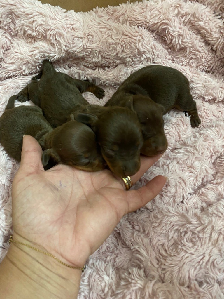 Chiot Teckel poil ras Des Minis Pepites