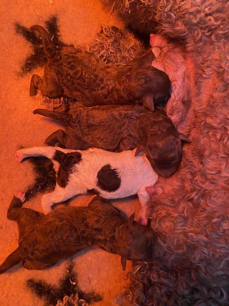 Des Minis Pepites - Chiots disponibles - Lagotto Romagnolo